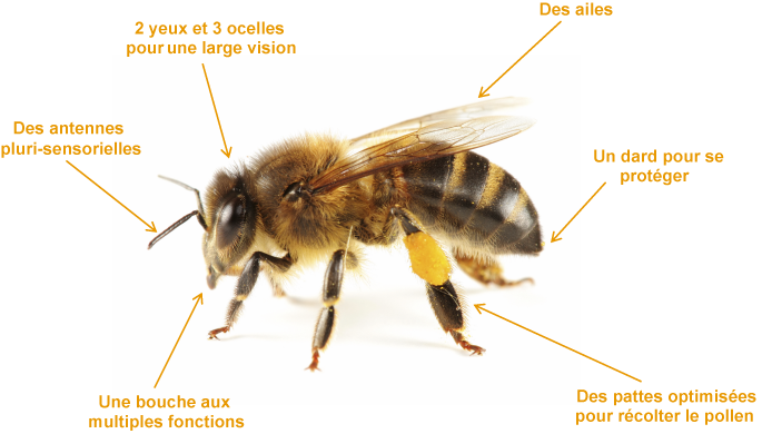 Abeille domestique : tout savoir sur cet auxiliaire pollinisateur